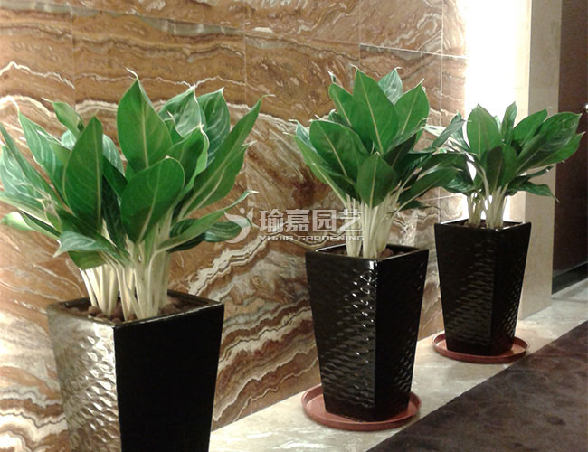 ��ѩ����